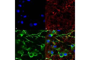 Immunocytochemistry/Immunofluorescence analysis using Mouse Anti-KCC2 Monoclonal Antibody, Clone S1-12 (ABIN2484119). (KCC2 antibody  (AA 932-1043) (HRP))