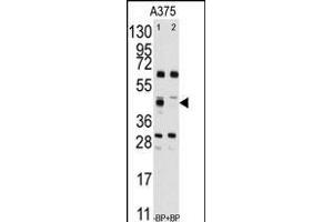 Western blot analysis of anti-FDFT1 Antibody (Center) (ABIN389052 and ABIN2839261) pre-incubated without(lane 1) and with(lane 2) blocking peptide (BP2417b) in  cell line lysate. (FDFT1 antibody  (AA 140-170))
