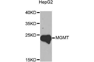 Western blot analysis of extracts of HepG2 cells, using MGMT antibody (ABIN5970267) at 1/1000 dilution. (MGMT antibody)