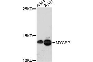 Western blot analysis of extracts of various cell lines, using MYCBP antibody (ABIN5972648) at 1:3000 dilution. (MYCBP antibody)