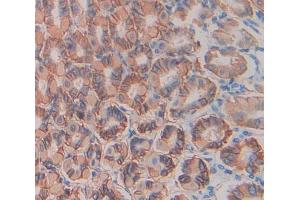 #VALUE! (TLR9 antibody  (AA 26-332))