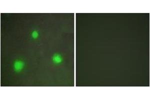 Immunofluorescence (IF) image for anti-Forkhead Box H1 (FOXH1) (AA 10-59) antibody (ABIN2889349) (FOXH1 antibody  (AA 10-59))