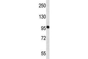 NEDD9 antibody western blot analysis in MCF-7 lysate. (NEDD9 antibody  (AA 335-363))