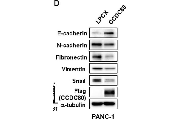 CCDC80 anticorps  (AA 201-300)