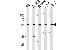 CDCA7L Antibody (C-term) (ABIN1881189 and ABIN2843429) western blot analysis in 293,,Ramos,, cell line lysates (35 μg/lane). (CDCA7L antibody  (C-Term))
