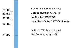 WB Suggested Anti-RAB25  Antibody Titration: 0. (RAB25 antibody  (Middle Region))