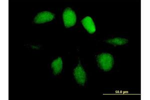 Immunofluorescence of purified MaxPab antibody to UBL4A on HeLa cell. (UBL4A antibody  (AA 1-157))