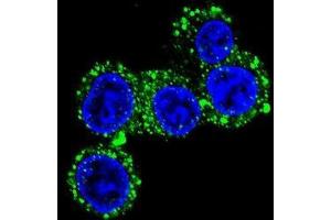 Confocal immunofluorescent analysis of CACNG6 Antibody (Center)(Cat#AP50707PU-N) with HepG2 cell followed by Alexa Fluor 488-conjugated goat anti-rabbit lgG (green). (CACNG6 antibody  (Middle Region))