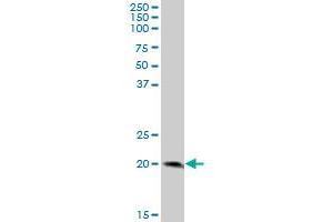 LY96 MaxPab polyclonal antibody. (LY96 antibody  (AA 1-160))