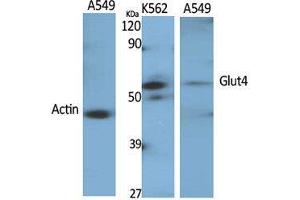 Western Blot (WB) analysis of specific cells using Glut4 Polyclonal Antibody. (GLUT4 antibody  (Internal Region))