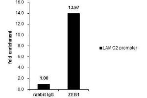 ChIP Image Cross-linked ChIP was performed with HeLa chromatin extract and 5 μg of either control rabbit IgG or anti-ZEB1 antibody. (ZEB1 antibody)