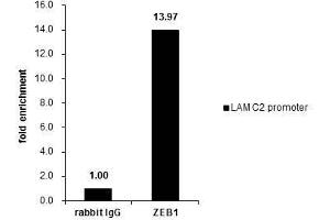 ChIP Image Cross-linked ChIP was performed with HeLa chromatin extract and 5 μg of either control rabbit IgG or anti-ZEB1 antibody. (ZEB1 antibody)