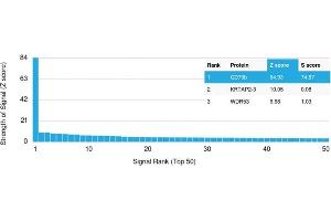 SDS-PAGE Analysis Purified CD44 Recombinant Mouse Monoclonal Antibody (rHCAM/918). (Recombinant CD44 antibody)