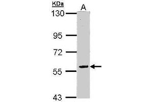 WB Image Sample (30 ug of whole cell lysate) A: Raji 7. (FAM126A antibody)