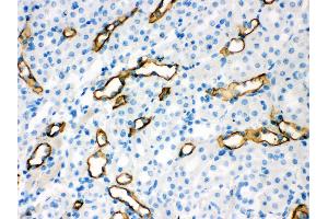 Anti- Aquaporin 1 Picoband antibody, IHC(P) IHC(P): Mouse Kidney Tissue (Aquaporin 1 antibody  (C-Term))