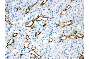 Anti- Aquaporin 1 Picoband antibody, IHC(P) IHC(P): Mouse Kidney Tissue (Aquaporin 1 antibody  (C-Term))