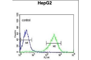 HFE2 Antibody (C-term) (ABIN653652 and ABIN2842993) flow cytometric analysis of HepG2 cells (right histogram) compared to a negative control cell (left histogram). (HFE2 antibody  (C-Term))