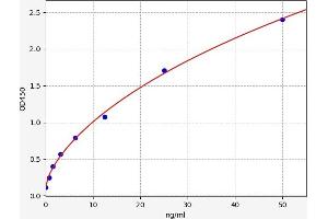 CNDP2 ELISA Kit