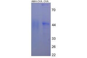 Image no. 1 for Anti-Mullerian Hormone (AMH) protein (Ovalbumin) (ABIN2127328) (AMH Protein (Ovalbumin))