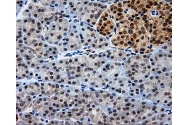 LIPG antibody