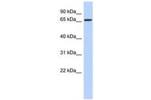 Image no. 1 for anti-Zinc Finger Protein 432 (ZNF432) (AA 71-120) antibody (ABIN6742619) (ZNF432 antibody  (AA 71-120))