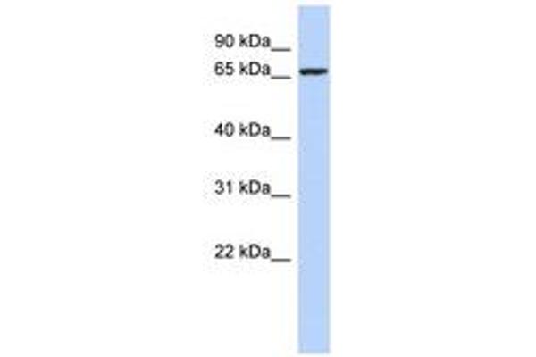 ZNF432 anticorps  (AA 71-120)
