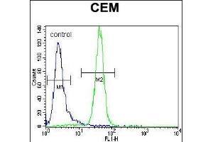 ARA Antibody (Center) (ABIN656834 and ABIN2846044) flow cytometric analysis of CEM cells (right histogram) compared to a negative control cell (left histogram).