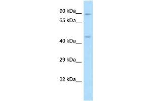 WB Suggested Anti-RGD1307830 Antibody Titration: 1. (ODR4 antibody  (C-Term))