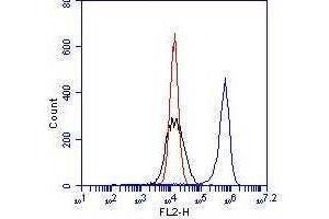 Beta-1 integrin expression on HUVEC cells. (ITGB1 antibody)