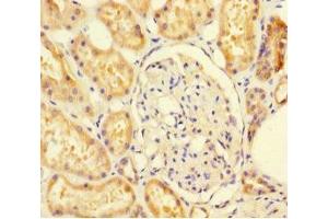 Immunohistochemistry of paraffin-embedded human kidney tissue using ABIN7170944 at dilution of 1:100 (SUOX antibody  (AA 80-545))