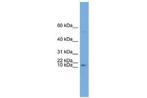ATP6V0C antibody used at 1 ug/ml to detect target protein.