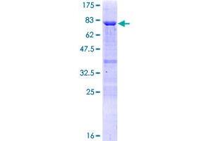 TAF7 Protein (AA 1-349) (GST tag)