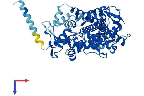 CYP2C9 Protein (AA 1-490) (His tag)