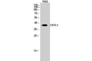 Western Blotting (WB) image for anti-Chemokine (C-X-C Motif) Receptor 3 (CXCR3) (Internal Region) antibody (ABIN3184132) (CXCR3 antibody  (Internal Region))