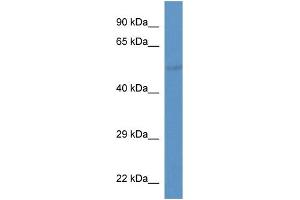 WB Suggested Anti-Slc37a2 Antibody   Titration: 1. (SLC37A2 antibody  (Middle Region))