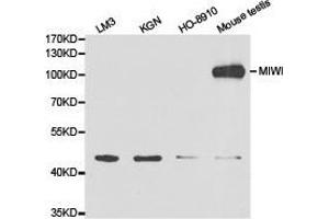 Western Blotting (WB) image for anti-Piwi-Like 1 (PIWIL1) antibody (ABIN1874144) (PIWIL1 antibody)