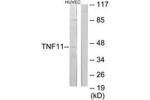 Western blot analysis of extracts from HuvEc cells, using TNFSF11 Antibody. (RANKL antibody  (AA 41-90))