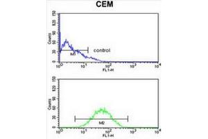 CNDP1 Antibody (C-term) flow cytometry analysis of CEM cells (bottom histogram) compared to a negative control cell (top histogram). (CNDP1 antibody  (C-Term))