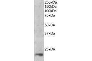 Image no. 1 for anti-Mago-Nashi Homolog (MAGOH) (AA 98-109) antibody (ABIN297415) (MAGOH antibody  (AA 98-109))