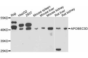 Western blot analysis of extracts of various cell lines, using APOBEC3D antibody (ABIN4902926) at 1:3000 dilution.
