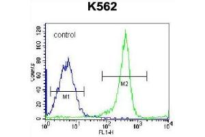 Flow Cytometric analysis of K562 cells using EIF3CL Antibody (N-term) Cat. (EIF3C antibody  (N-Term))