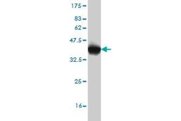 p300 antibody  (AA 731-830)