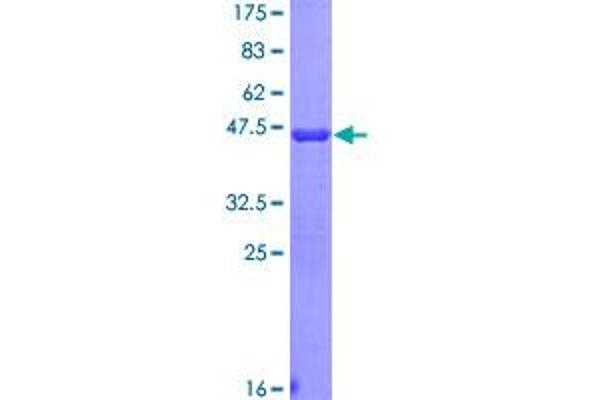 RPSA/Laminin Receptor Protein (AA 196-295) (GST tag)