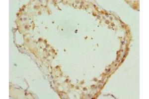 Immunohistochemistry of paraffin-embedded human testis tissue using ABIN7157650 at dilution of 1:100 (KIF3A antibody  (AA 430-699))