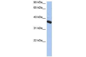 BUB3 antibody used at 1 ug/ml to detect target protein.