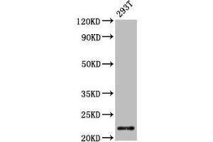 Western Blot Positive WB detected in: 293T whole cell lysate All lanes: CHMP1A antibody at 4. (CHMP1A antibody  (AA 1-196))