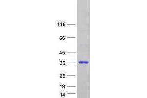 Western Blotting (WB) image for Apolipoprotein B mRNA Editing Enzyme, Catalytic Polypeptide-Like 2 (APOBEC2) protein (Myc-DYKDDDDK Tag) (ABIN2714810)