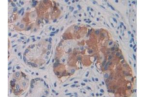 DAB staining on IHC-P; Samples: Human Stomach Tissue (VWA1 antibody  (AA 42-289))