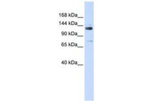 Image no. 1 for anti-General Transcription Factor III (GTF2I) (C-Term) antibody (ABIN6741411) (GTF2I antibody  (C-Term))