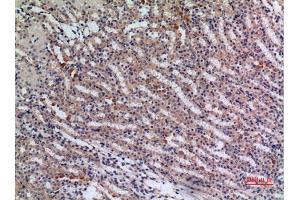Immunohistochemical analysis of paraffin-embedded mouse kidney, antibody was diluted at 1:100.